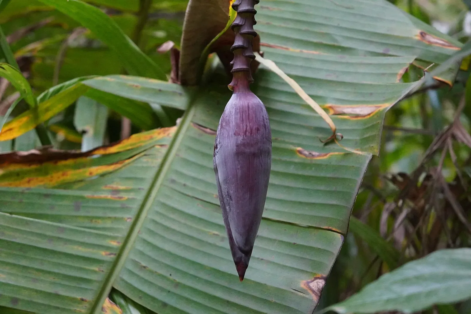 Bắp chuối dưới buồng