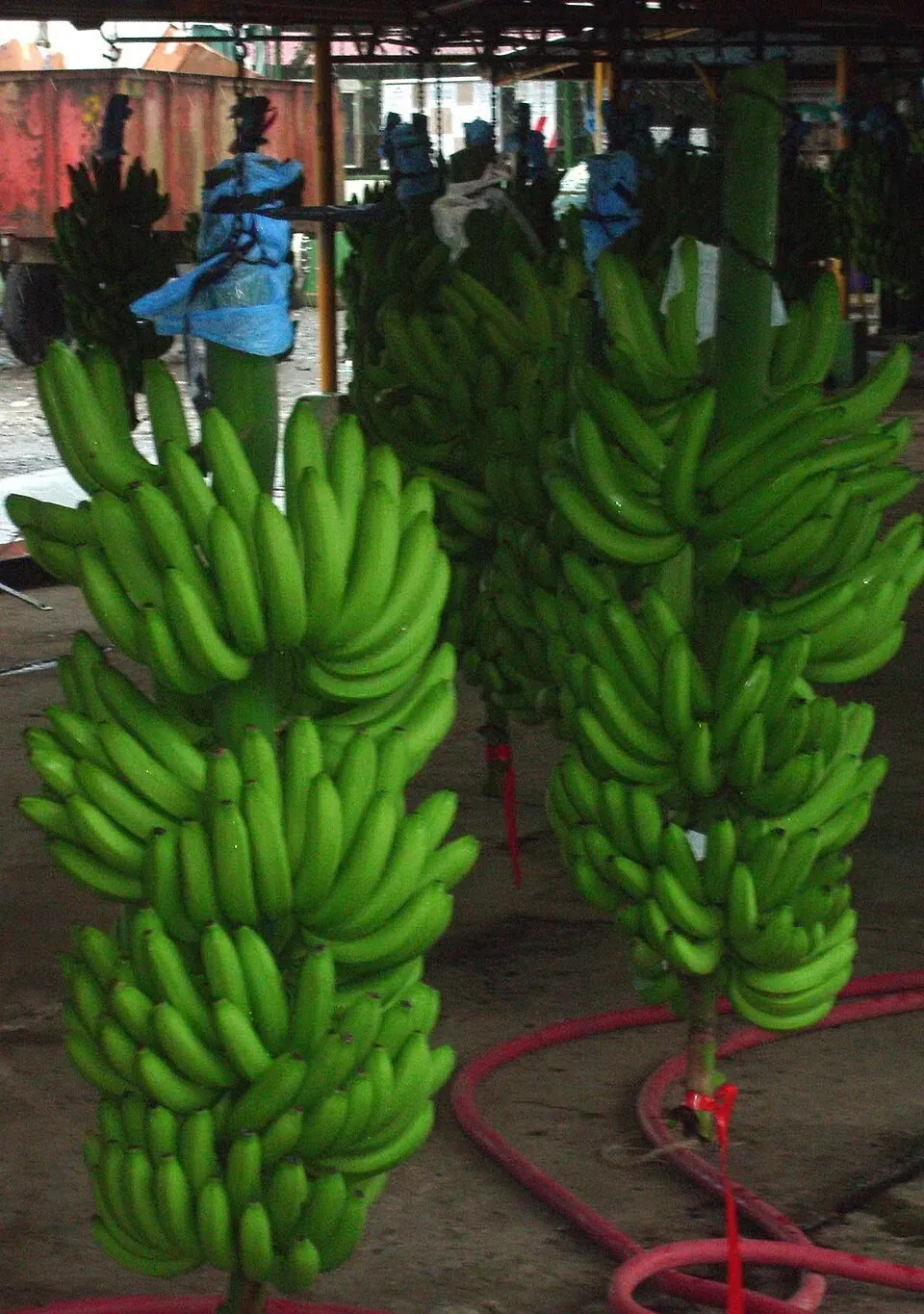 Buồng chuối treo tại nhà sơ chế