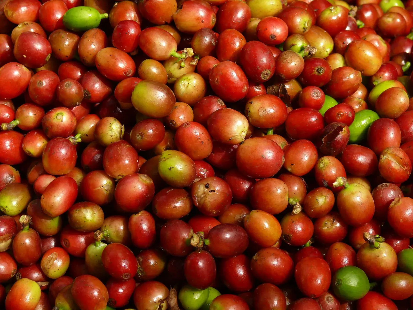 Cà phê quả chín đỏ sau thu hoạch