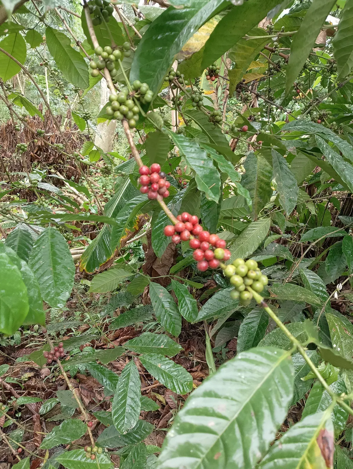Cây cà phê với chùm quả chín