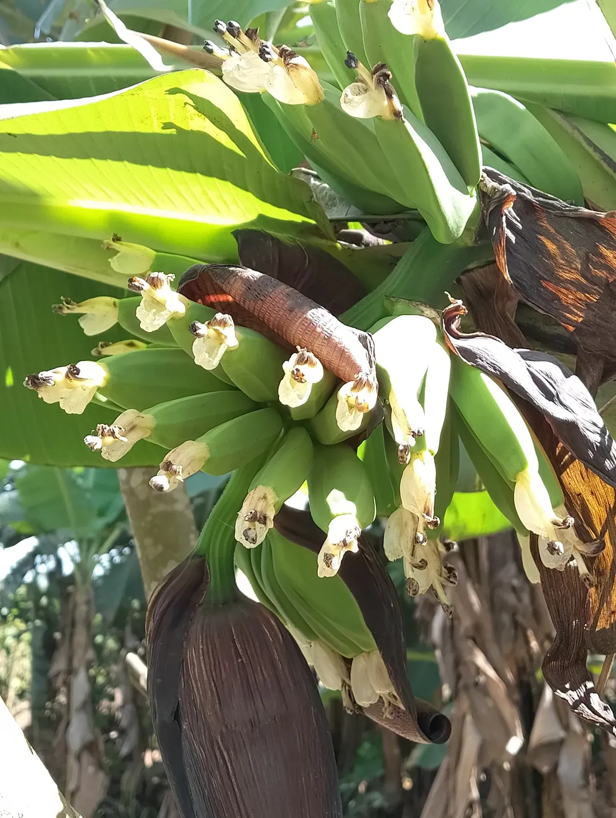 Buồng chuối mới trổ, còn bắp hoa