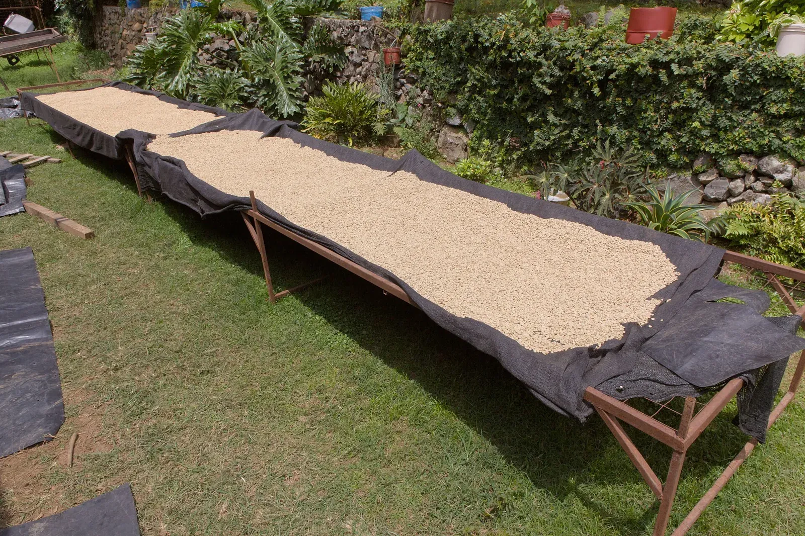 Giàn phơi cà phê trải lưới, bạt