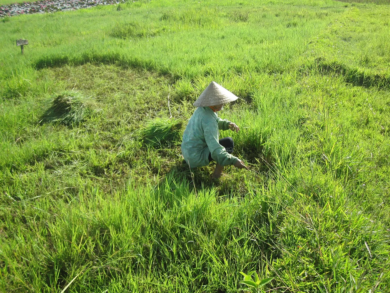 Nông dân Việt Nam làm cỏ trên đồng