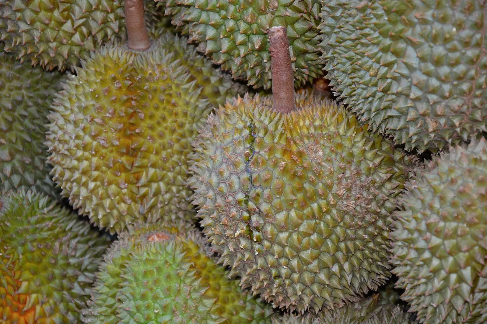 Sầu riêng thương phẩm sau thu hoạch