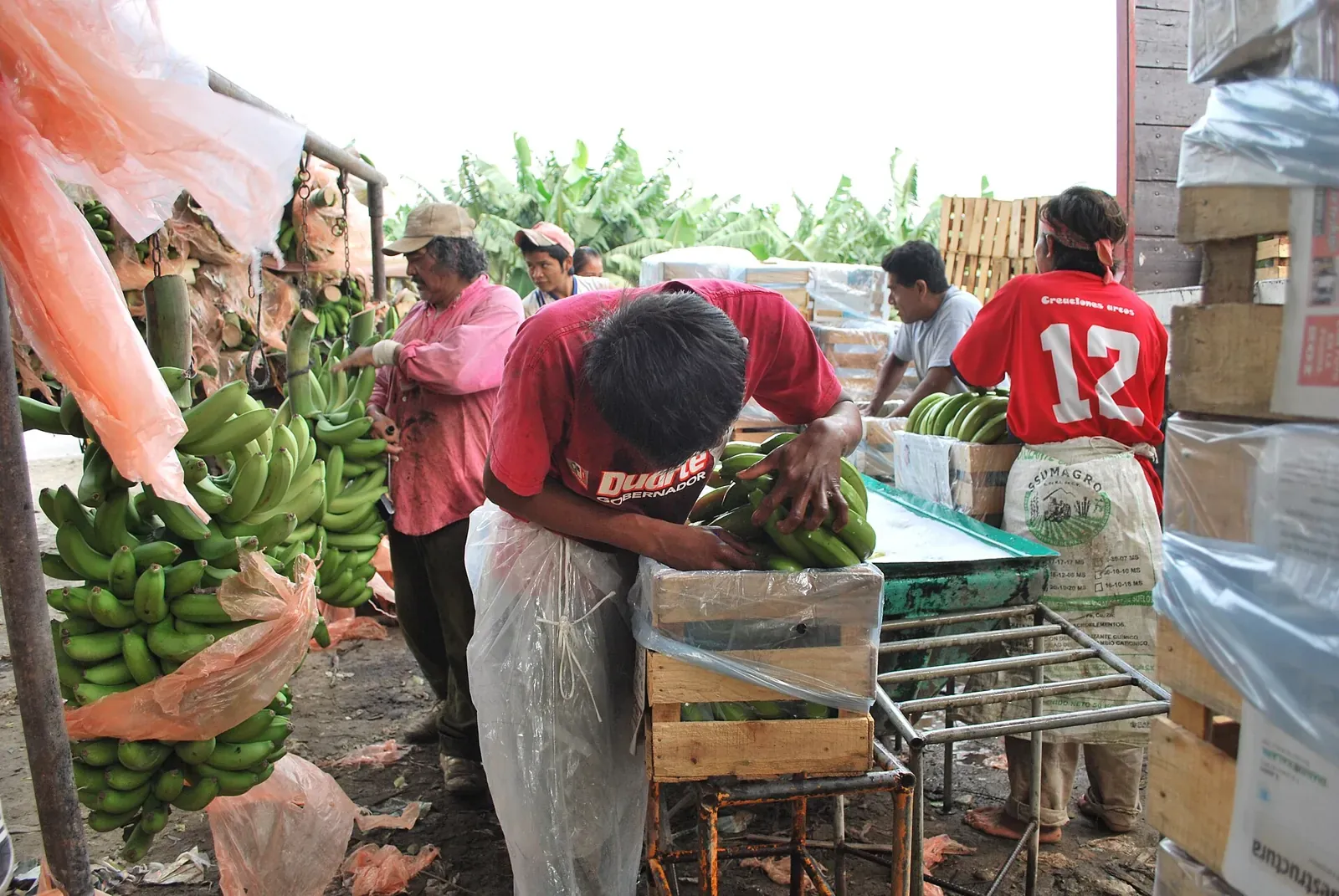 Sơ chế chuối trước khi đóng thùng