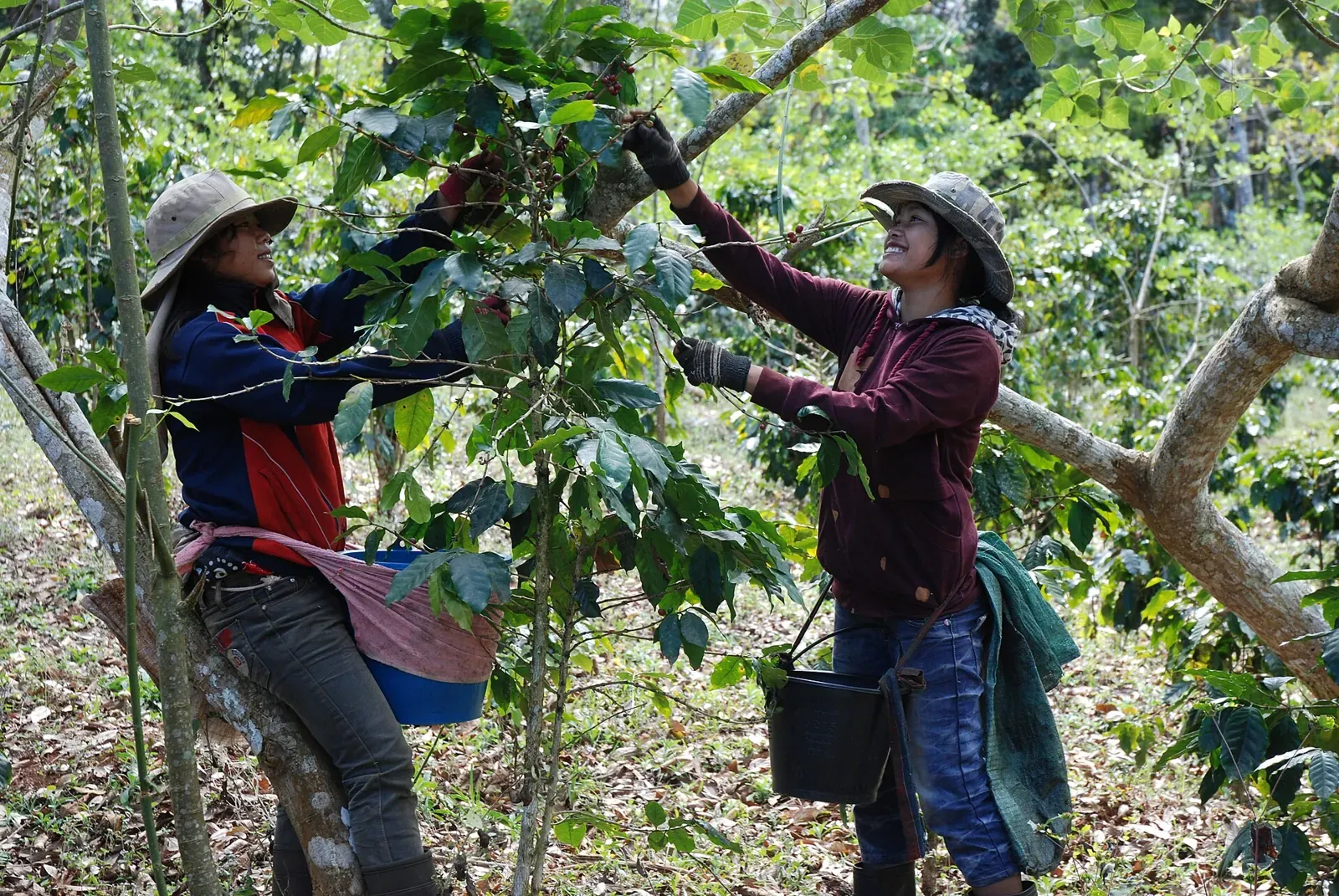 Nông dân thu hoạch cà phê