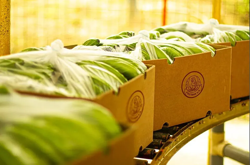 Thùng chuối xanh đóng sẵn trên băng chuyền