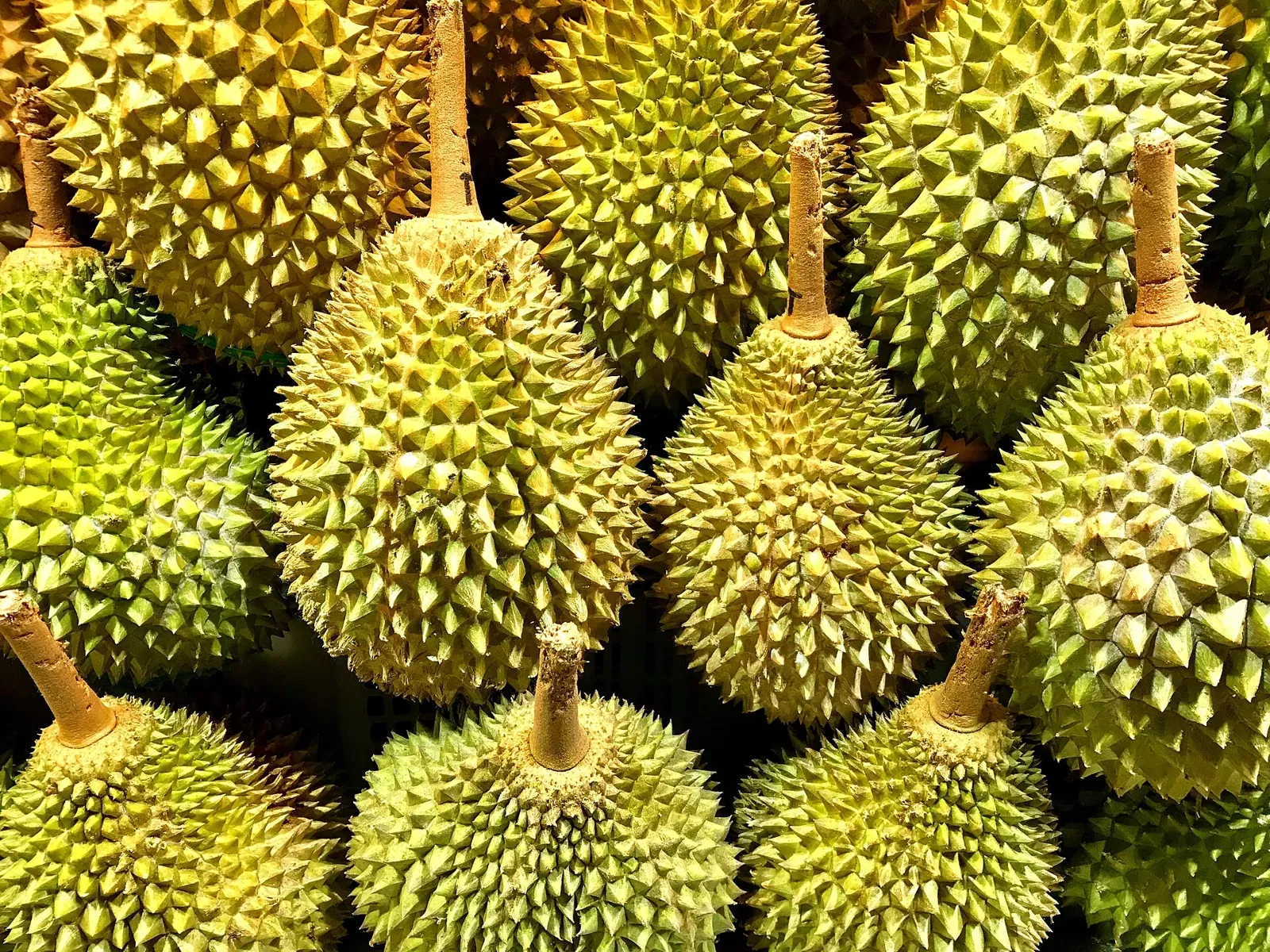 Trái sầu riêng chín