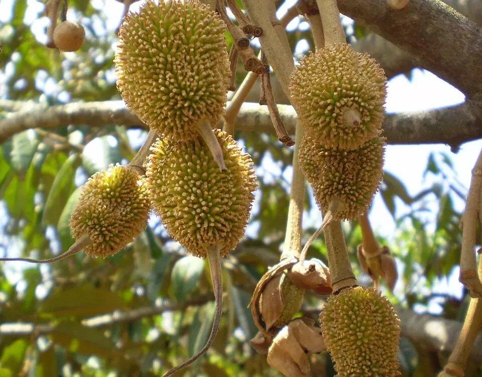 Trái sầu riêng non trên cây
