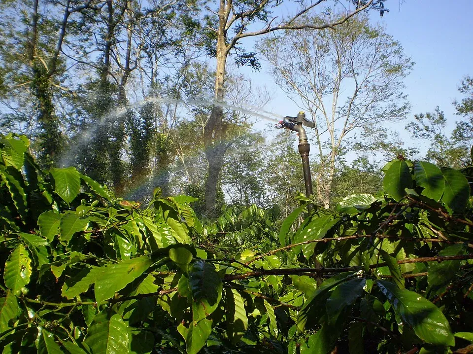 Tưới cà phê mùa khô ở Tây Nguyên