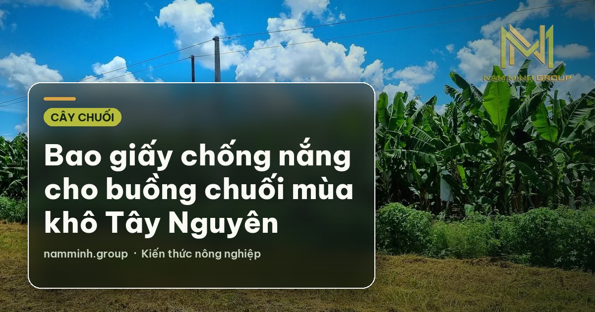 Bao giấy chống nắng cho buồng chuối mùa khô Tây Nguyên
