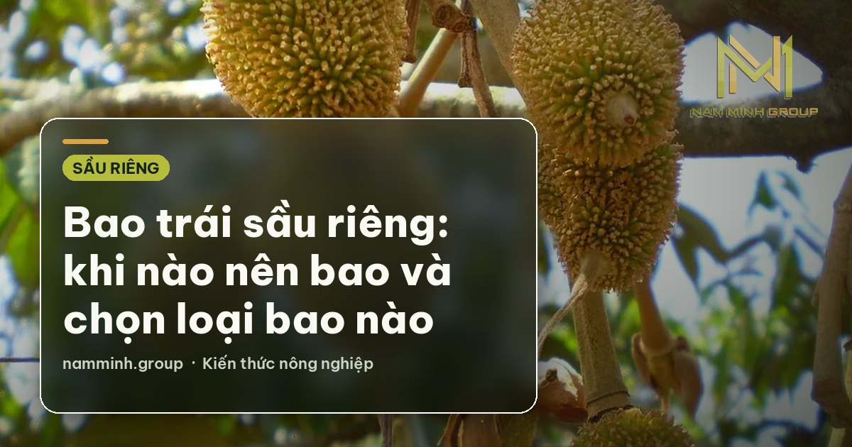 Bao trái sầu riêng: khi nào nên bao và chọn loại bao nào