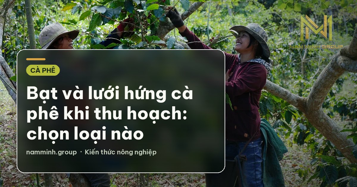 Bạt và lưới hứng cà phê khi thu hoạch: chọn loại nào