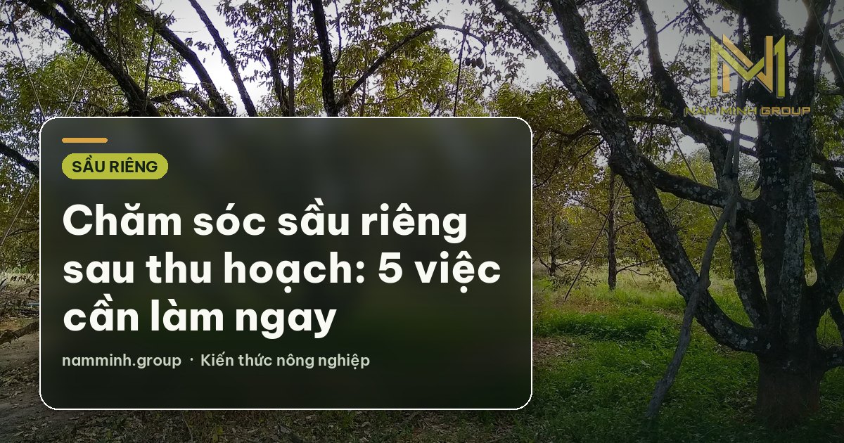 Chăm sóc sầu riêng sau thu hoạch: 5 việc cần làm ngay