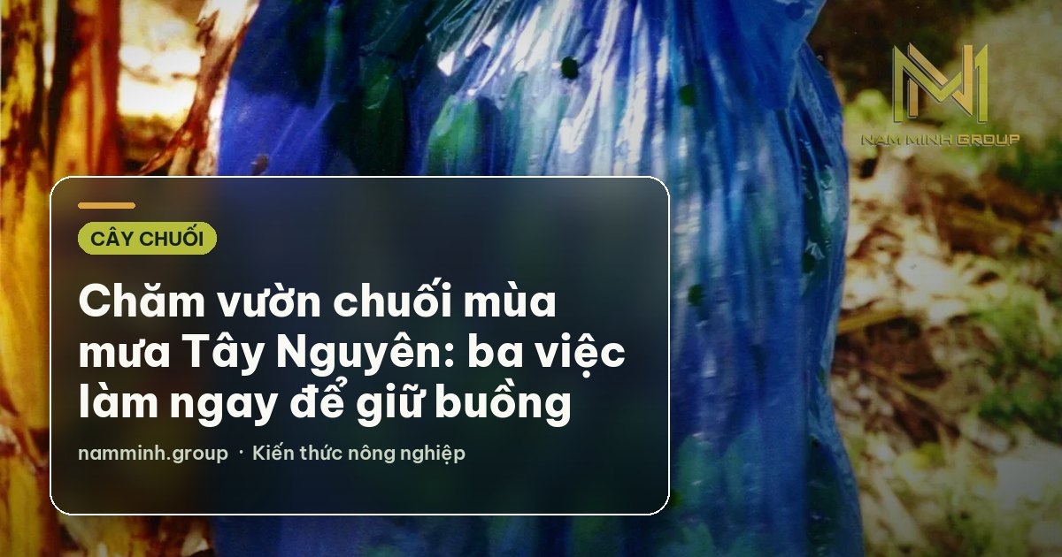 Chăm vườn chuối mùa mưa Tây Nguyên: ba việc làm ngay để giữ buồng
