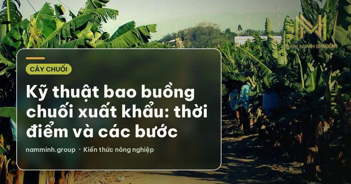 Kỹ thuật bao buồng chuối xuất khẩu: thời điểm và các bước