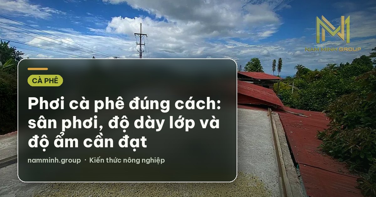 Phơi cà phê đúng cách: sân phơi, độ dày lớp và độ ẩm cần đạt