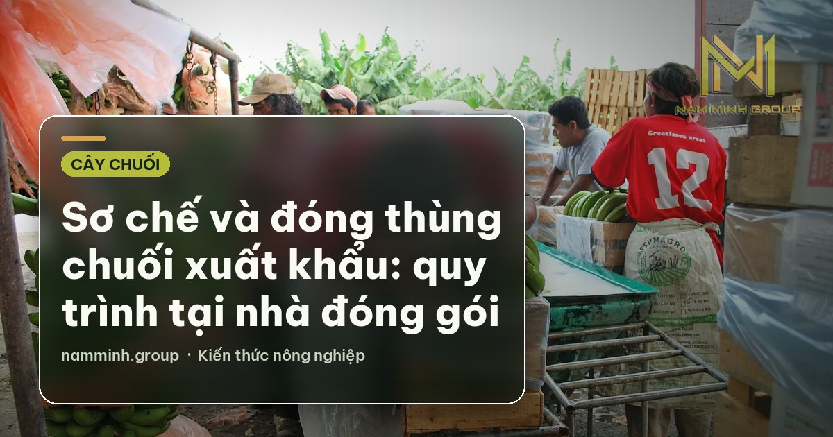 Sơ chế và đóng thùng chuối xuất khẩu: quy trình tại nhà đóng gói