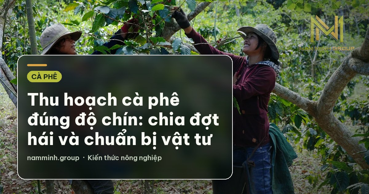 Thu hoạch cà phê đúng độ chín: chia đợt hái và chuẩn bị vật tư