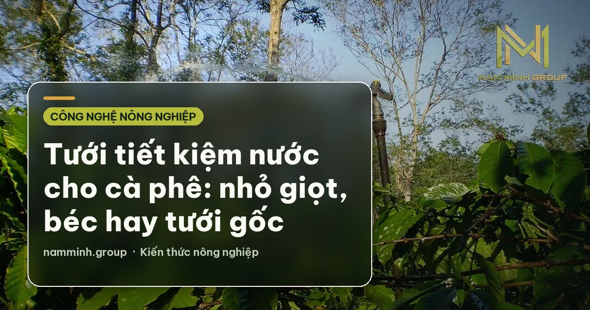 Tưới tiết kiệm nước cho cà phê: nhỏ giọt, béc hay tưới gốc
